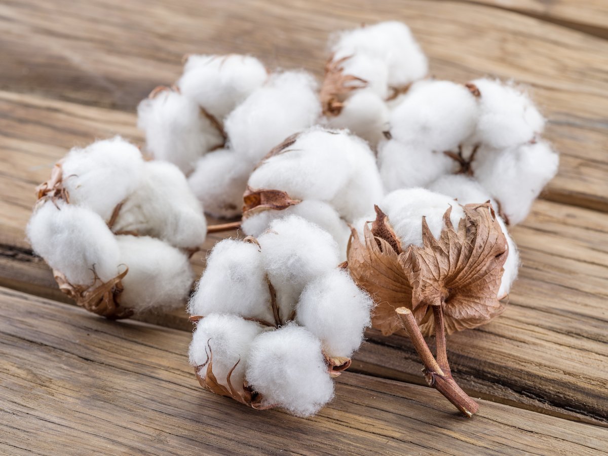 Quality Cotton Kapas